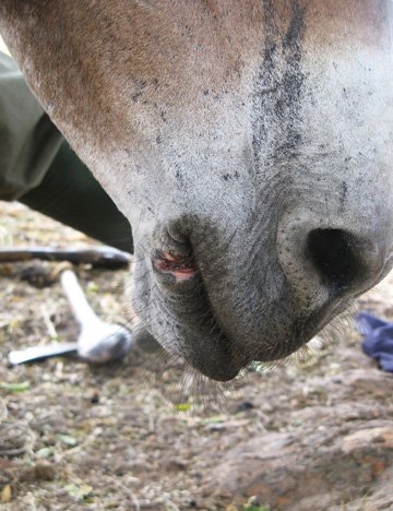 Lip lesion from rope used as bit Lip lesion from rope used as bit