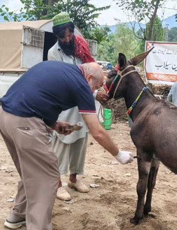 A vet treats a donkey in distress in Pakistan
