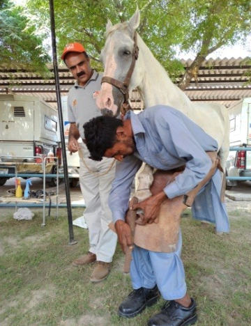Dr Khan training street farriers on compassionate handling and farriery skills Veterinarian training street farriers on compassionate handling and farriery skills