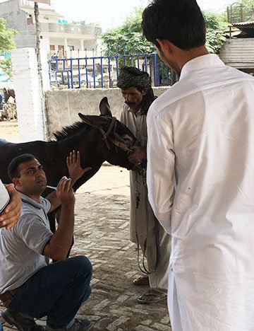 Brooke Pakistan vet Dr Manuchahar Ali mentoring a local animal healthcare provider