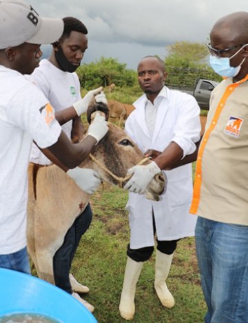 Brooke and STIPA vets treat a donkey with an ear infection.