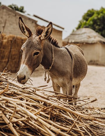 Donkey in Senegal