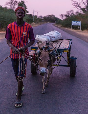A man and donkey transporting goods in Senegal