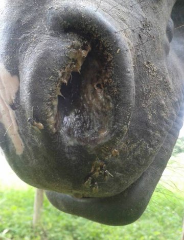 Tejpal’s horse showing signs of glanders Tejpal’s horse showing signs of glanders