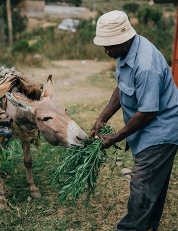 Stephen feeding donkey favourite food