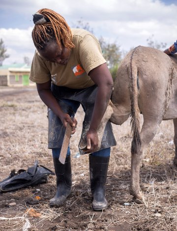 Jane inspecting donkey hoof