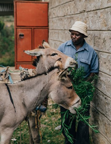 A man and his donkeys A man and his donkeys