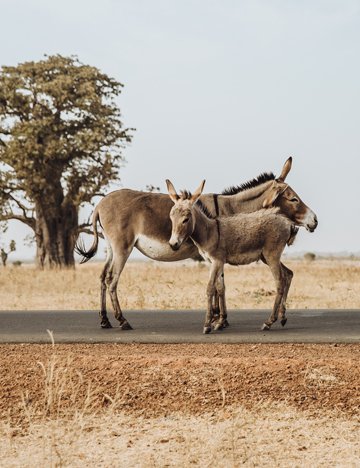 Donkey and foal Donkey and foal