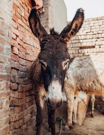 Meetu the donkey Meetu the donkey