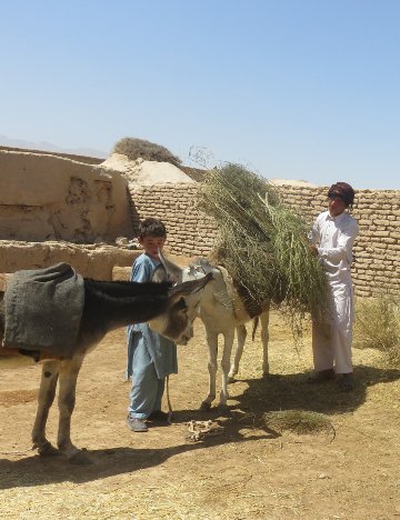 Boy cares for donkeys in Afghanistan Boy cares for donkeys in Afghanistan