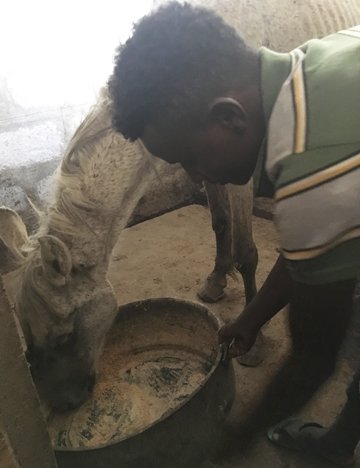 Horse receiving feed, water and pain relief prior to euthanasia Member of community (not the owner) giving a horse feed, water and pain relief prior to euthanasia to relieve the animal from suffering