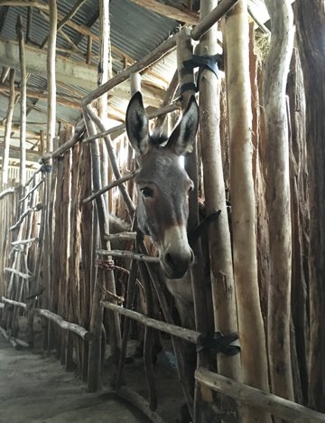 Donkey in Brooke-built shelter Donkey in Brooke-built shelter, Halaba, Ethiopia