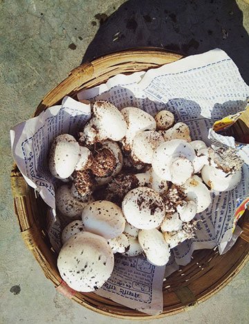 Mushrooms
