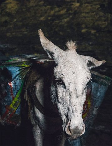 Chittoo in coal mine, Pakistan Chittoo the donkey loaded with coal in Pakistan mine
