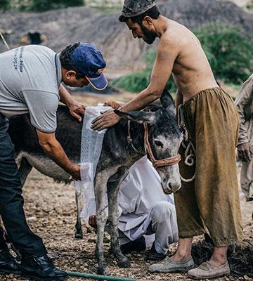 Dressing a donkey's wounds Dressing a donkey's wounds