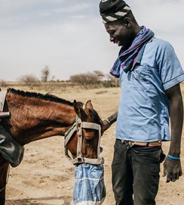 Senegal man feeding horse Senegal man feeding horse