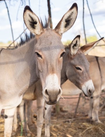Donkeys