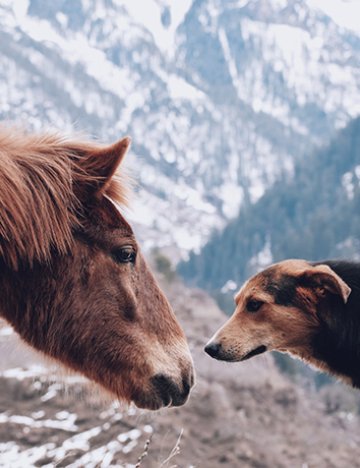 A horse and a dog together A horse and a dog together