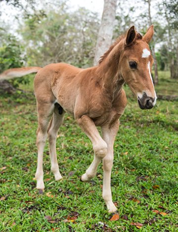 Happy foal Happy foal