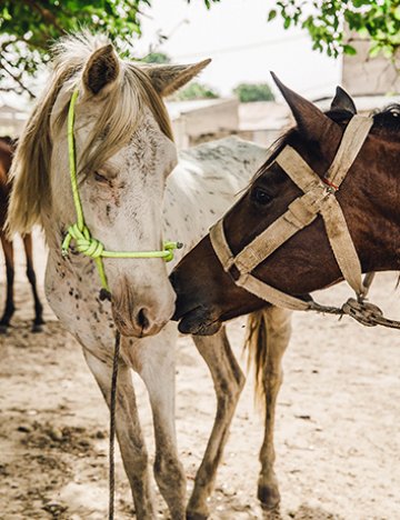 Horses nuzzling in Senegal Horses nuzzling in Senegal
