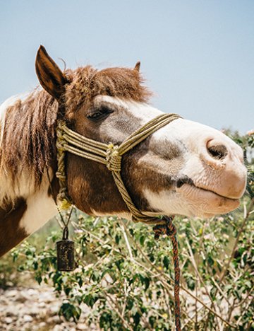 A horse in India A horse in India