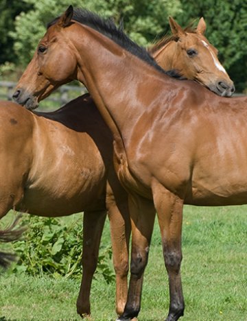 Horses grooming each other Horses grooming each other
