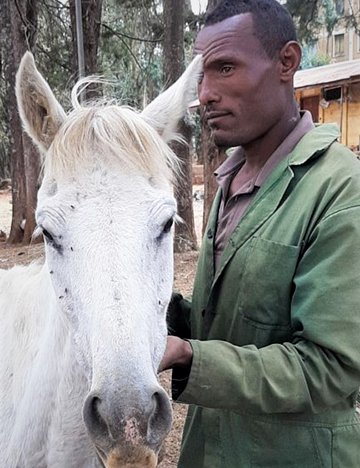 Molalign - a garry horse in Ethiopia Molalign - a garry horse in Ethiopia