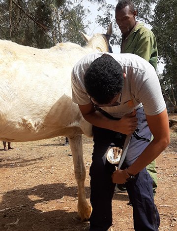 Molalign - a garry horse in Ethiopia - and his owner Tesfaw Andualem Molalign - a garry horse in Ethiopia - and his owner Tesfaw Andualem
