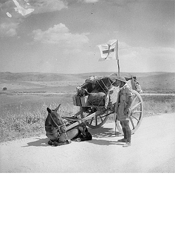 A mule in Sicily during WW2 A mule in Sicily during WW2