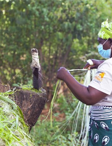 A Kaliluni donkey welfare group member peels the sisal using a traditional method.
