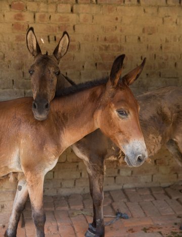 Two mules Two mules