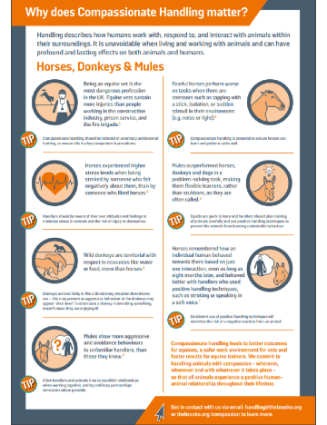 Compassionate equine handling factsheet Compassionate equine handling factsheet