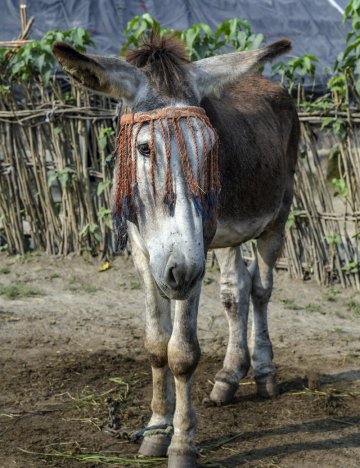 Donkey stallion wearing a fly fringe to prevent flies spreading surra disease. Donkey stallion wearing a fly fringe to prevent flies spreading surra disease.