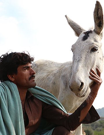 Man with donkey in Pakistan Man with donkey in Pakistan
