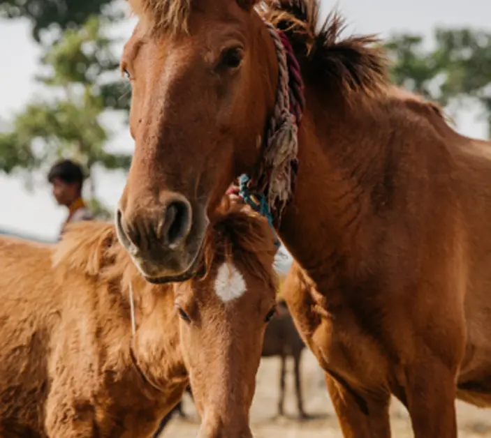horses at equine fair