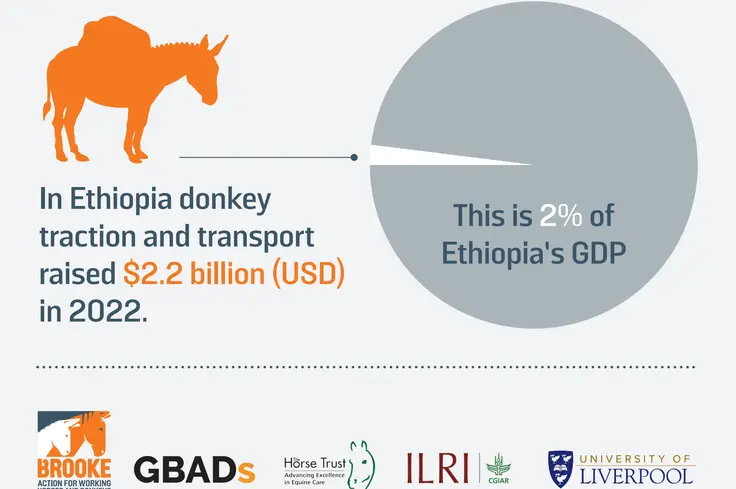 Brooke research on Donkeys and working animals