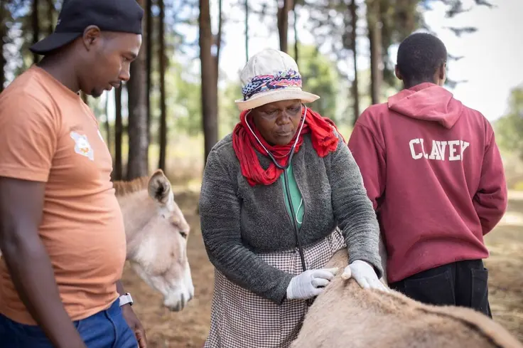 Alice Kariuki, an animal health practitioner at Brooke East Africa pictured in a hat and jacket as she stands in between two men while checking a donkey with a stethoscope