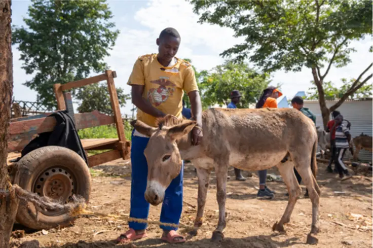 Amos stands with a donkey in Tanzania outside a gold mine. The floor is sandy and the background is blue sky with white clouds and  green trees. They are stood next to a yellow digger.