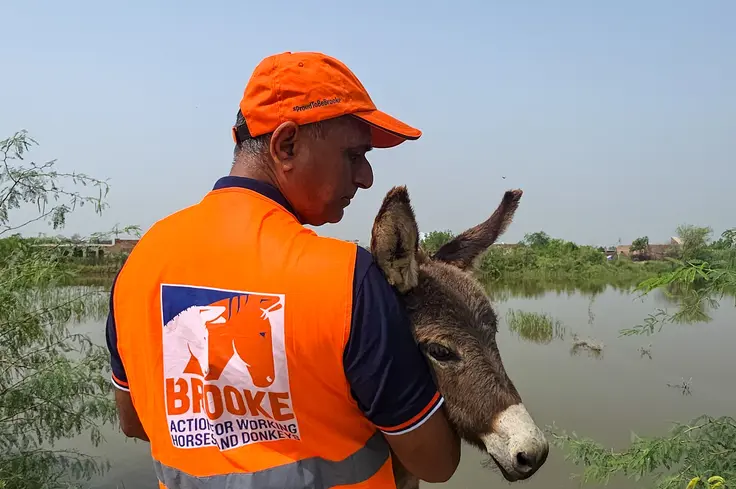 A Brooke staff member in a bright orange cap and jacket holds a donkey against a flooded backdrop.