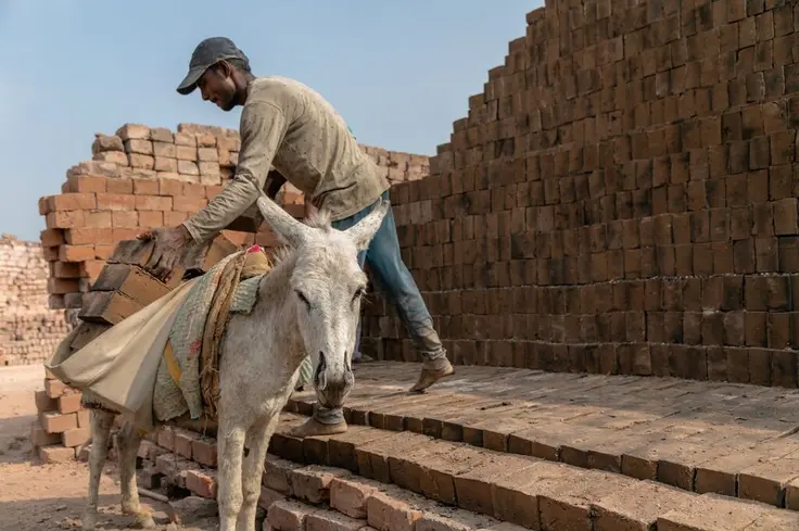 A person loads bricks into a sack attached to a white donkey
