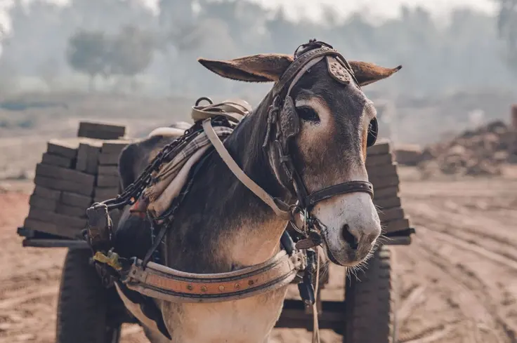 Donkey pulling a cart at a brick kiln