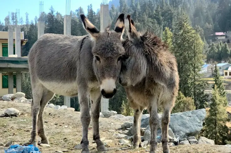 One donkey leans their face into another donkey who is looking at the camera.