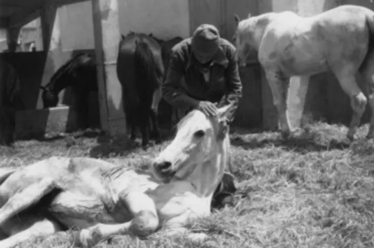A black and white photo of a horse lying down with a person helping them
