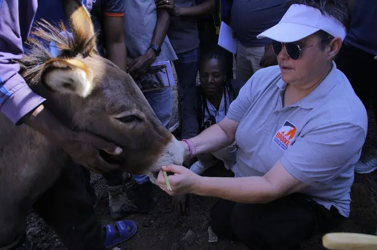 Jackie Hickman, Brooke's harness advisor crouches on the floor while wearing a white visor and grey t-shirt, as she checks a donkey's harnessing