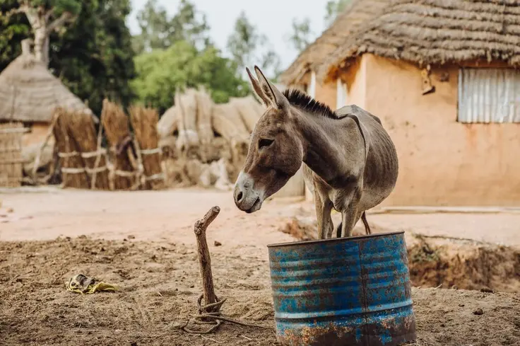 A donkey stands outside in front of a blue water barrel and a hut