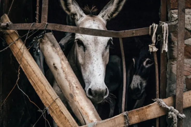 Donkey behind makeshift gate in Kenya