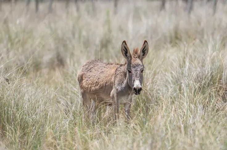 Donkey standing in long grass