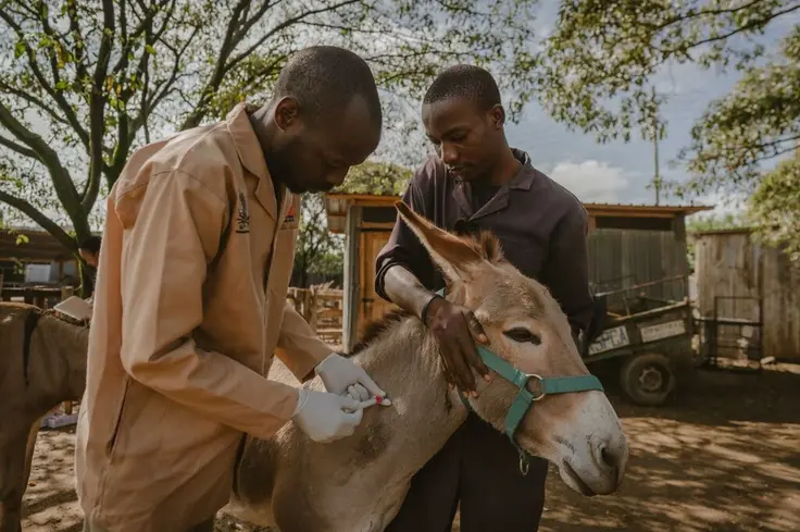 Two men, one an animal health professional, hold a donkey as they deliver an injection.