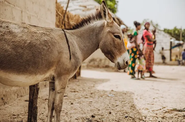 Donkey standing in dry climate in Senegal