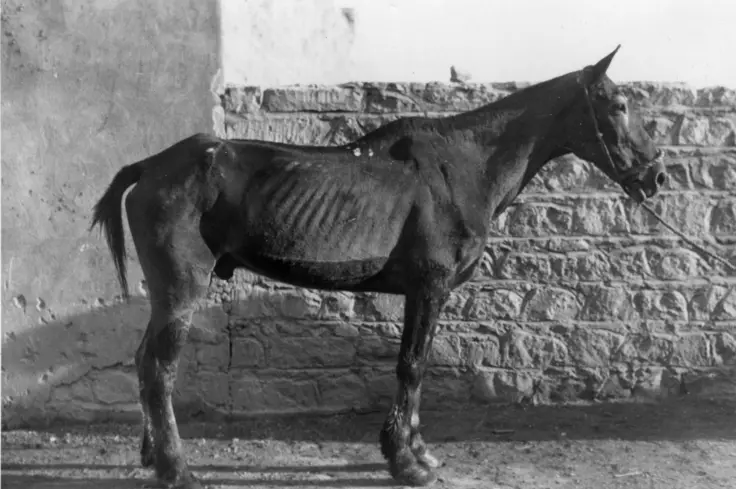 An-old-war-horse-in-poor-condition